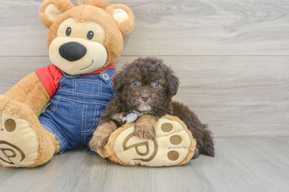 6 week old Havapoo Puppy For Sale - Lone Star Pups