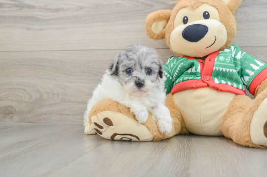 Little Havadoodle Poodle Mix Puppy