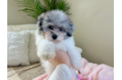 Cute Havadoodle Poodle Mix Puppy