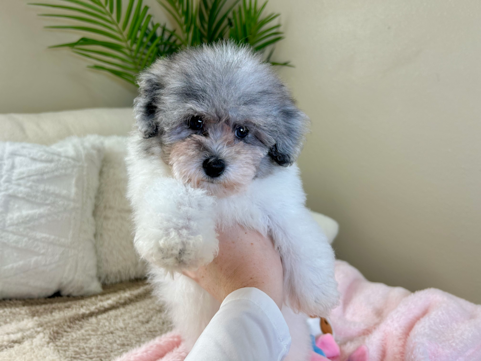 Cute Havadoodle Poodle Mix Puppy