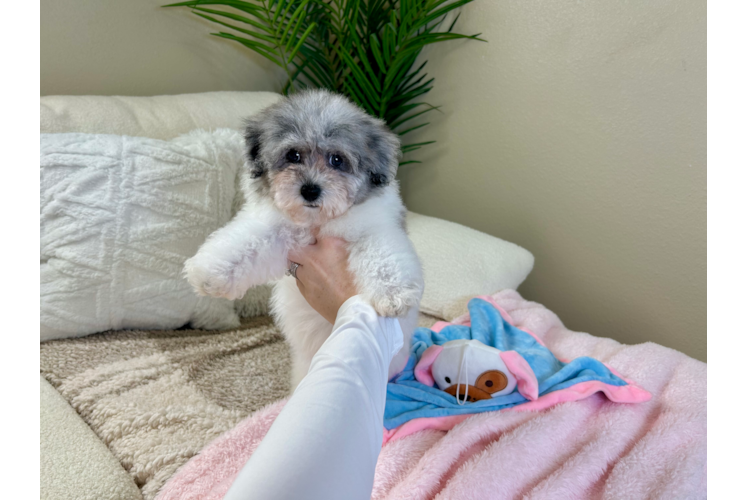 Cute Havadoodle Poodle Mix Puppy