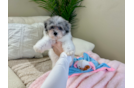 Cute Havadoodle Poodle Mix Puppy