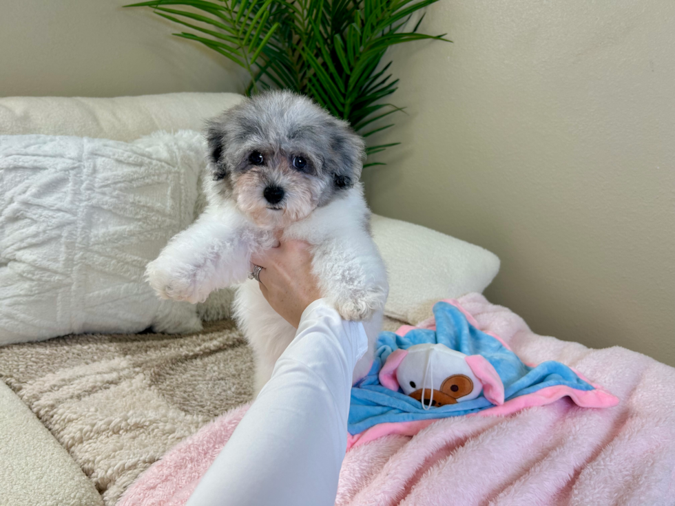 Cute Havadoodle Poodle Mix Puppy