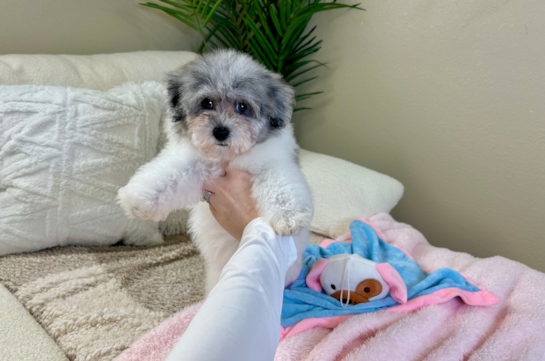 Cute Havadoodle Poodle Mix Puppy