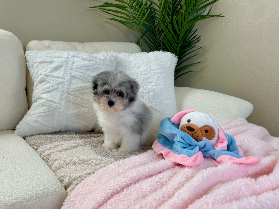 Cute Havadoodle Poodle Mix Puppy