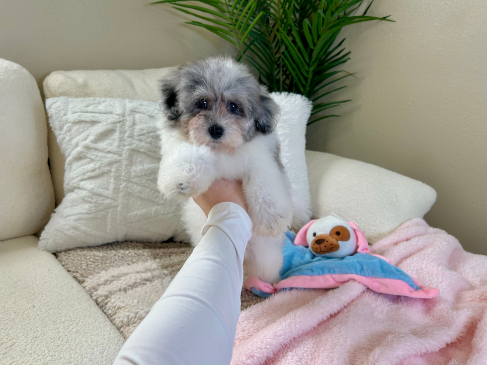 Cute Havapoo Poodle Mix Pup