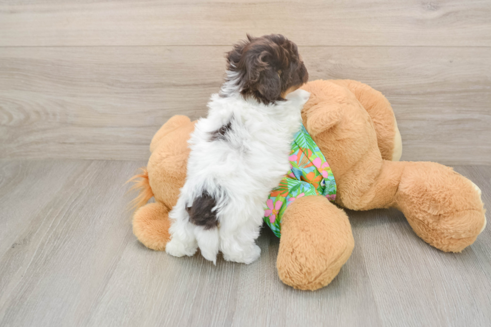 Havapoo Puppy for Adoption