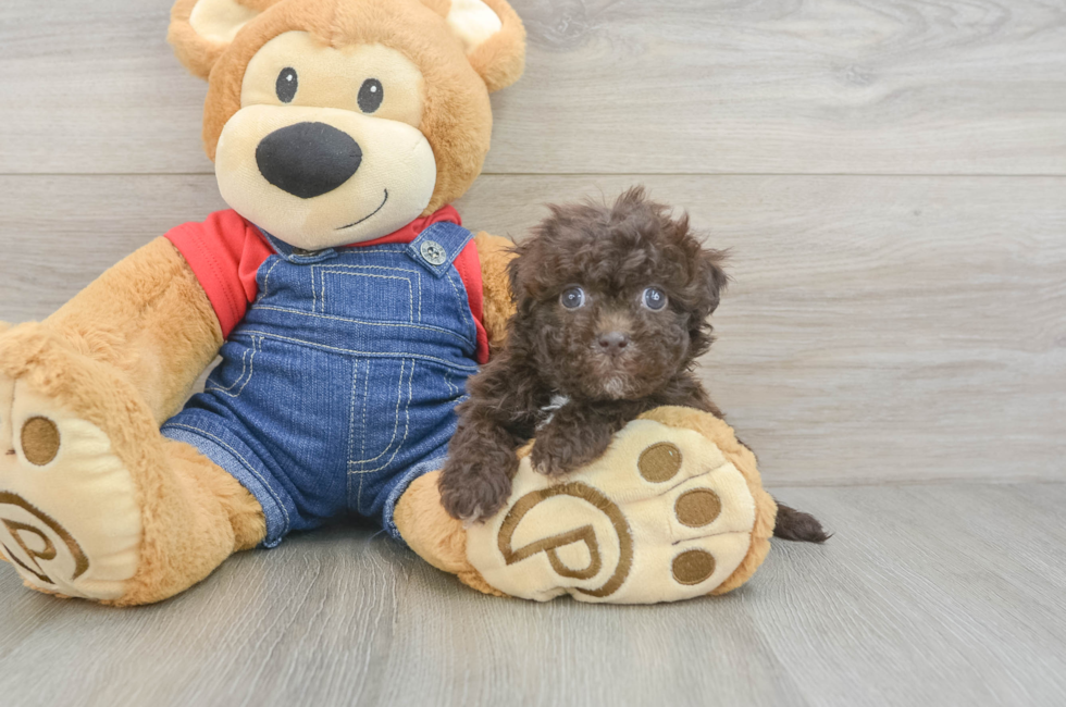 6 week old Havapoo Puppy For Sale - Lone Star Pups