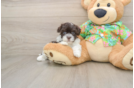 Petite Havapoo Poodle Mix Pup