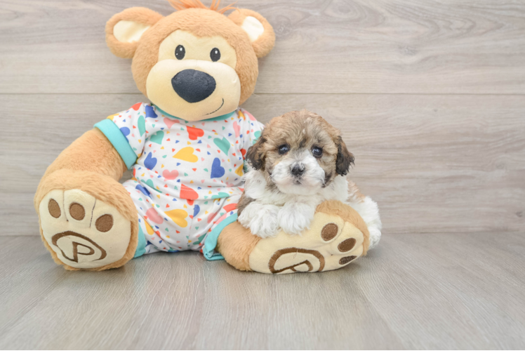 Popular Havapoo Poodle Mix Pup