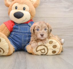 5 week old Havapoo Puppy For Sale - Lone Star Pups