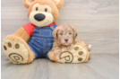 Little Havadoodle Poodle Mix Puppy