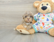 8 week old Havapoo Puppy For Sale - Lone Star Pups