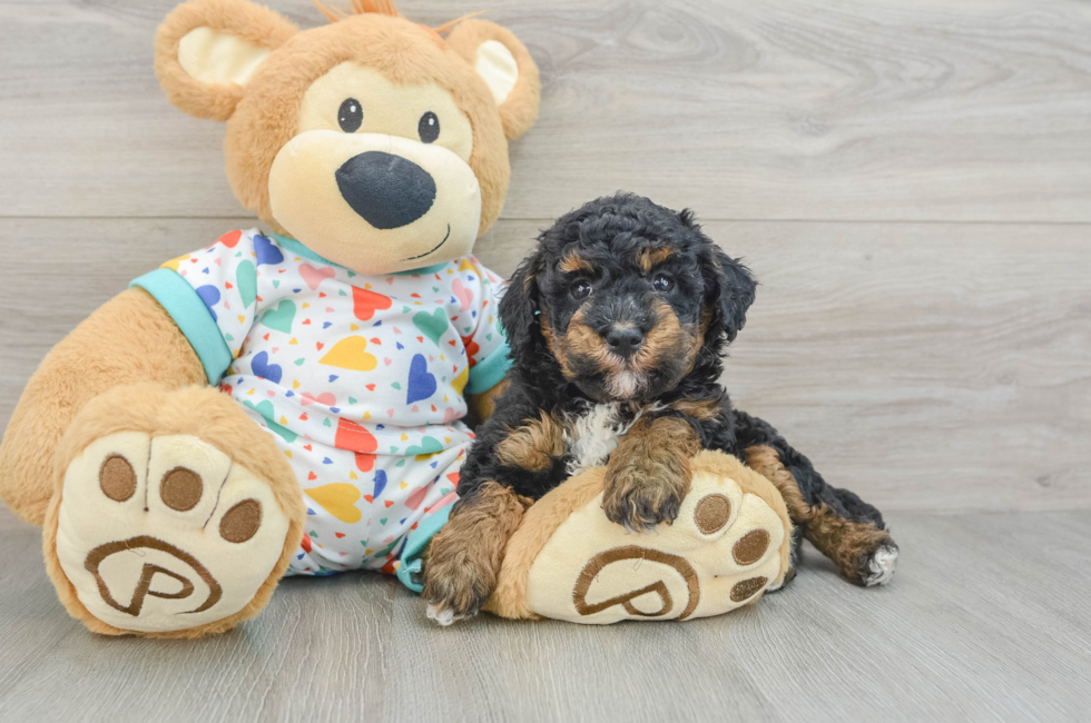 5 week old Havapoo Puppy For Sale - Lone Star Pups