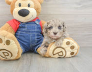 8 week old Havapoo Puppy For Sale - Lone Star Pups