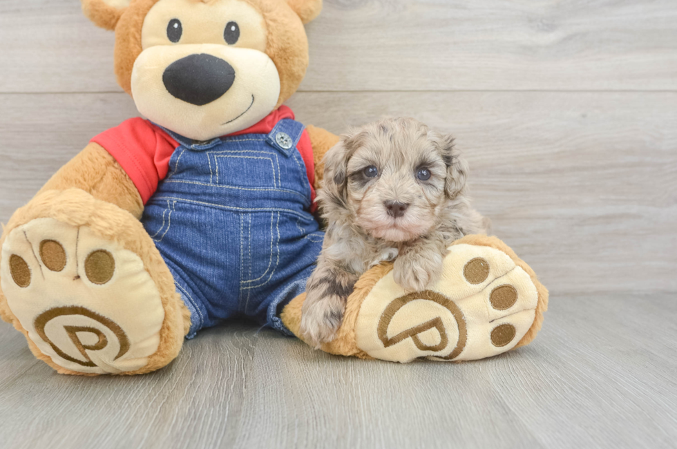 5 week old Havapoo Puppy For Sale - Lone Star Pups