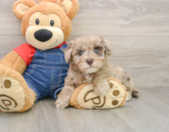 8 week old Havapoo Puppy For Sale - Lone Star Pups