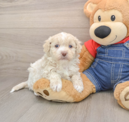 7 week old Havapoo Puppy For Sale - Lone Star Pups