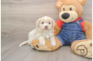 Havapoo Puppy for Adoption