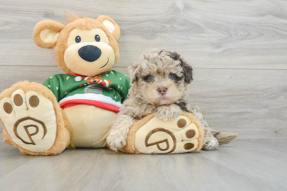 Fluffy Havapoo Poodle Mix Pup