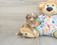 8 week old Havapoo Puppy For Sale - Lone Star Pups