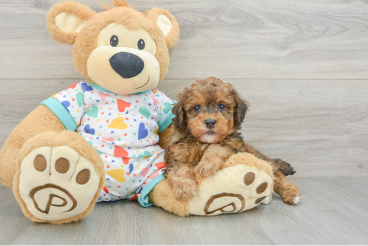 Smart Havapoo Poodle Mix Pup