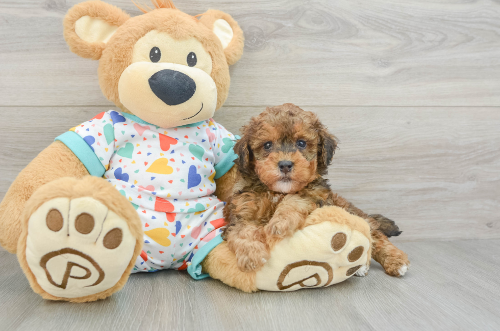 5 week old Havapoo Puppy For Sale - Lone Star Pups