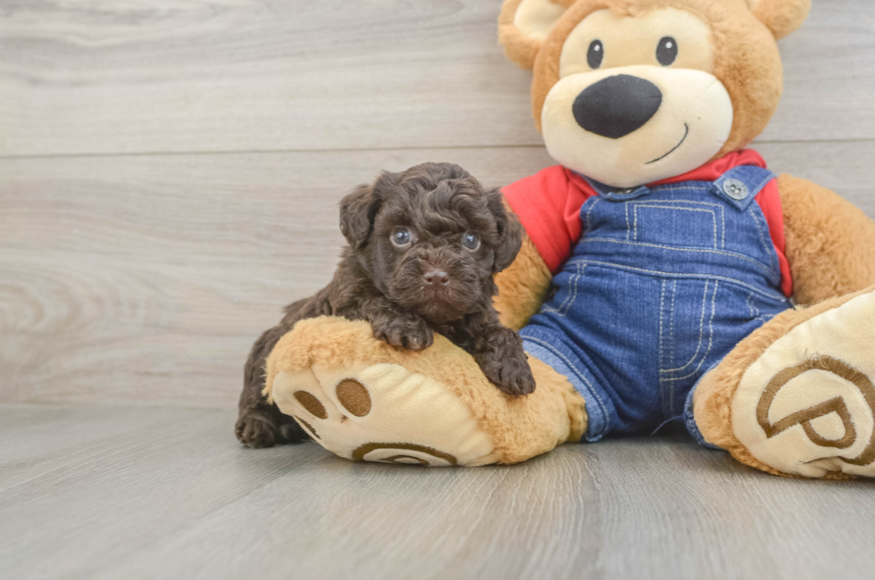 5 week old Havapoo Puppy For Sale - Lone Star Pups