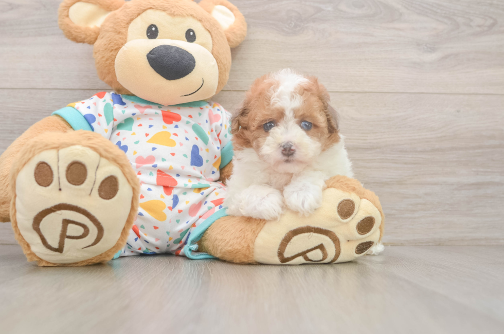 5 week old Havapoo Puppy For Sale - Lone Star Pups