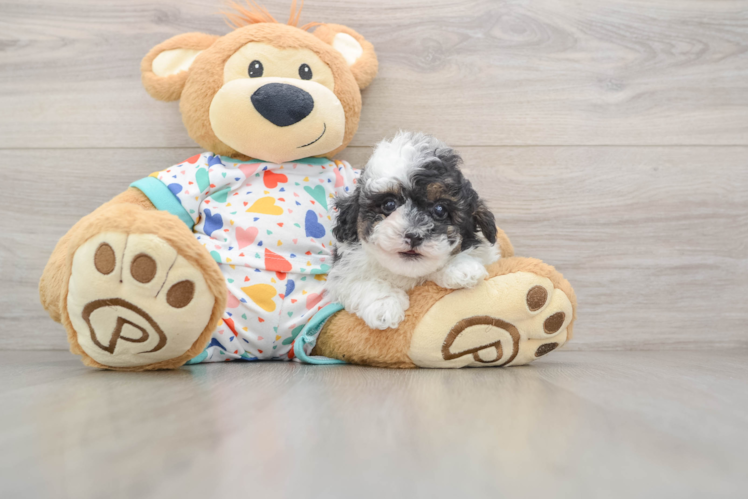 Playful Havadoodle Poodle Mix Puppy