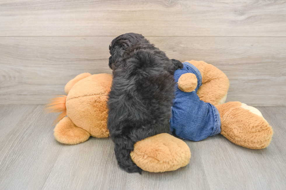 Havapoo Pup Being Cute