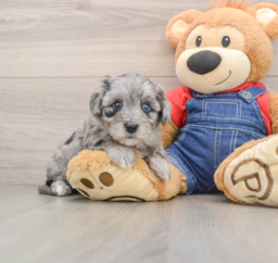 5 week old Havapoo Puppy For Sale - Lone Star Pups