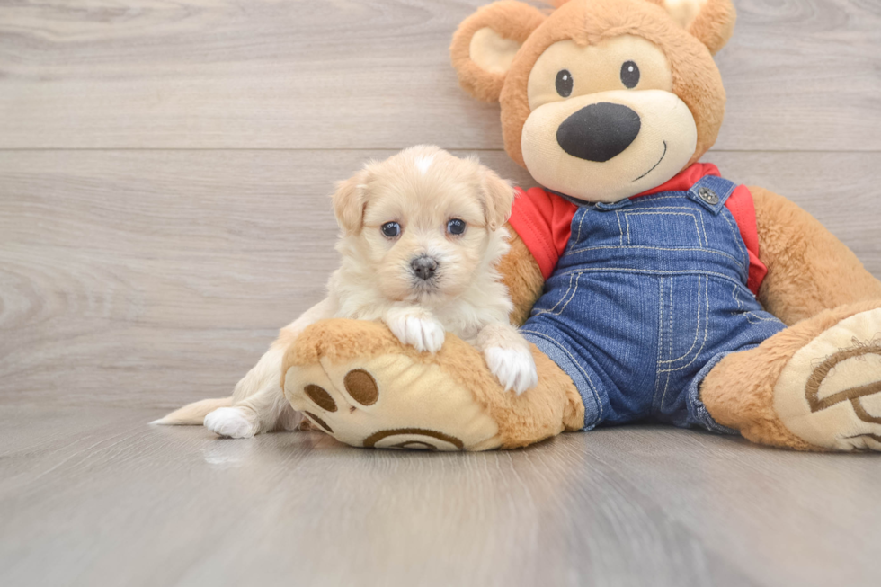 Hypoallergenic Havadoodle Poodle Mix Puppy