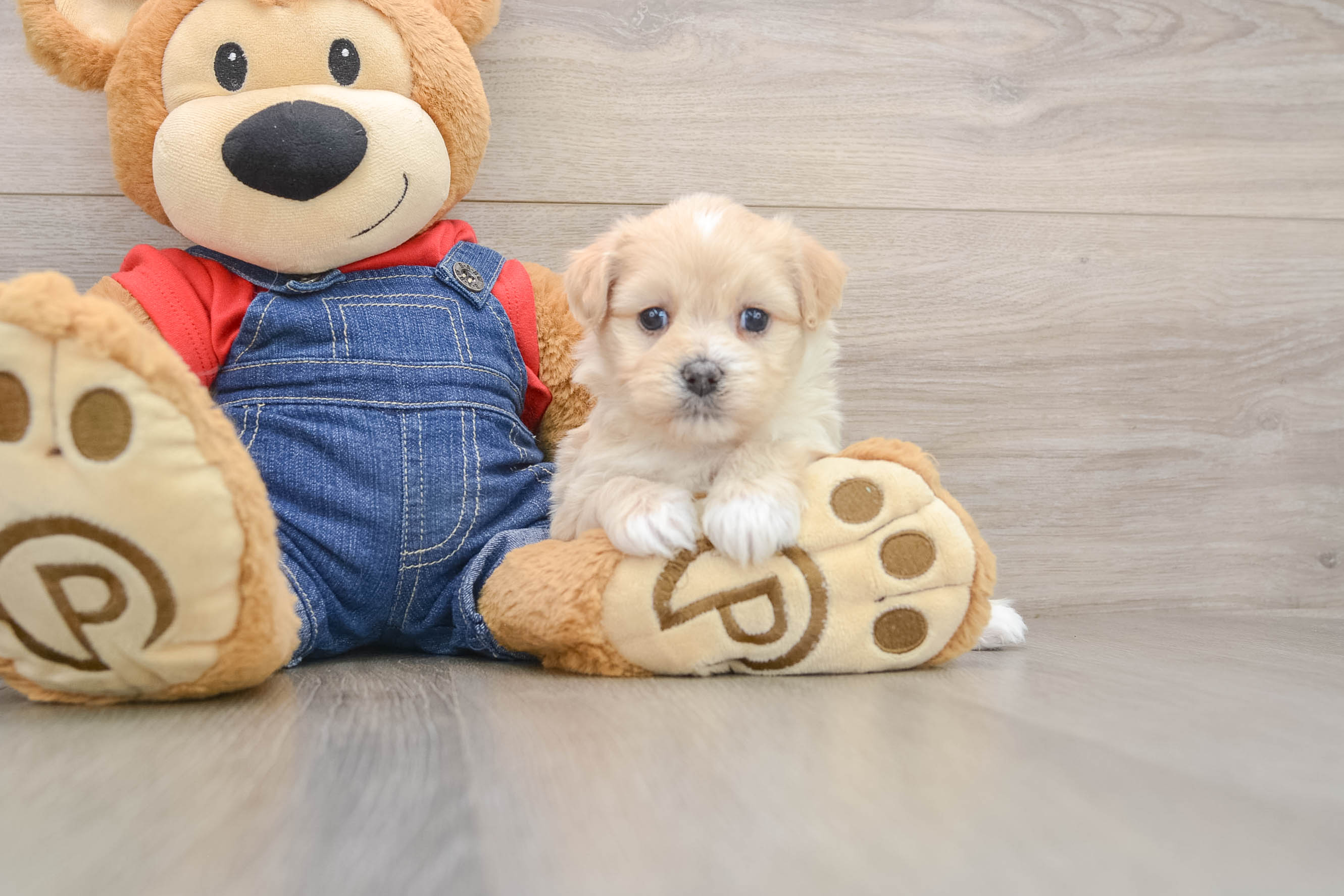 Petite Havapoo Poodle Mix Pup