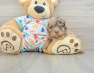 9 week old Havapoo Puppy For Sale - Lone Star Pups