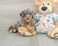 8 week old Havapoo Puppy For Sale - Lone Star Pups