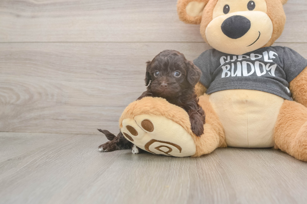 Havapoo Puppy for Adoption