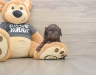 7 week old Havapoo Puppy For Sale - Lone Star Pups