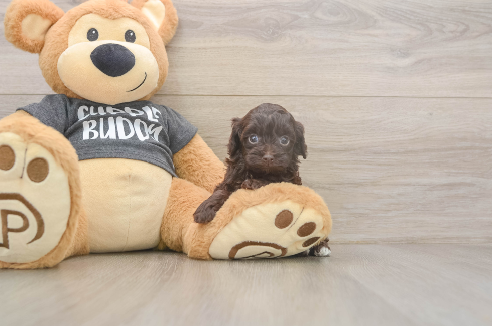 6 week old Havapoo Puppy For Sale - Lone Star Pups