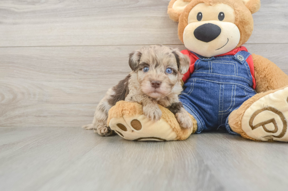 5 week old Havapoo Puppy For Sale - Lone Star Pups