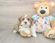 7 week old Havapoo Puppy For Sale - Lone Star Pups