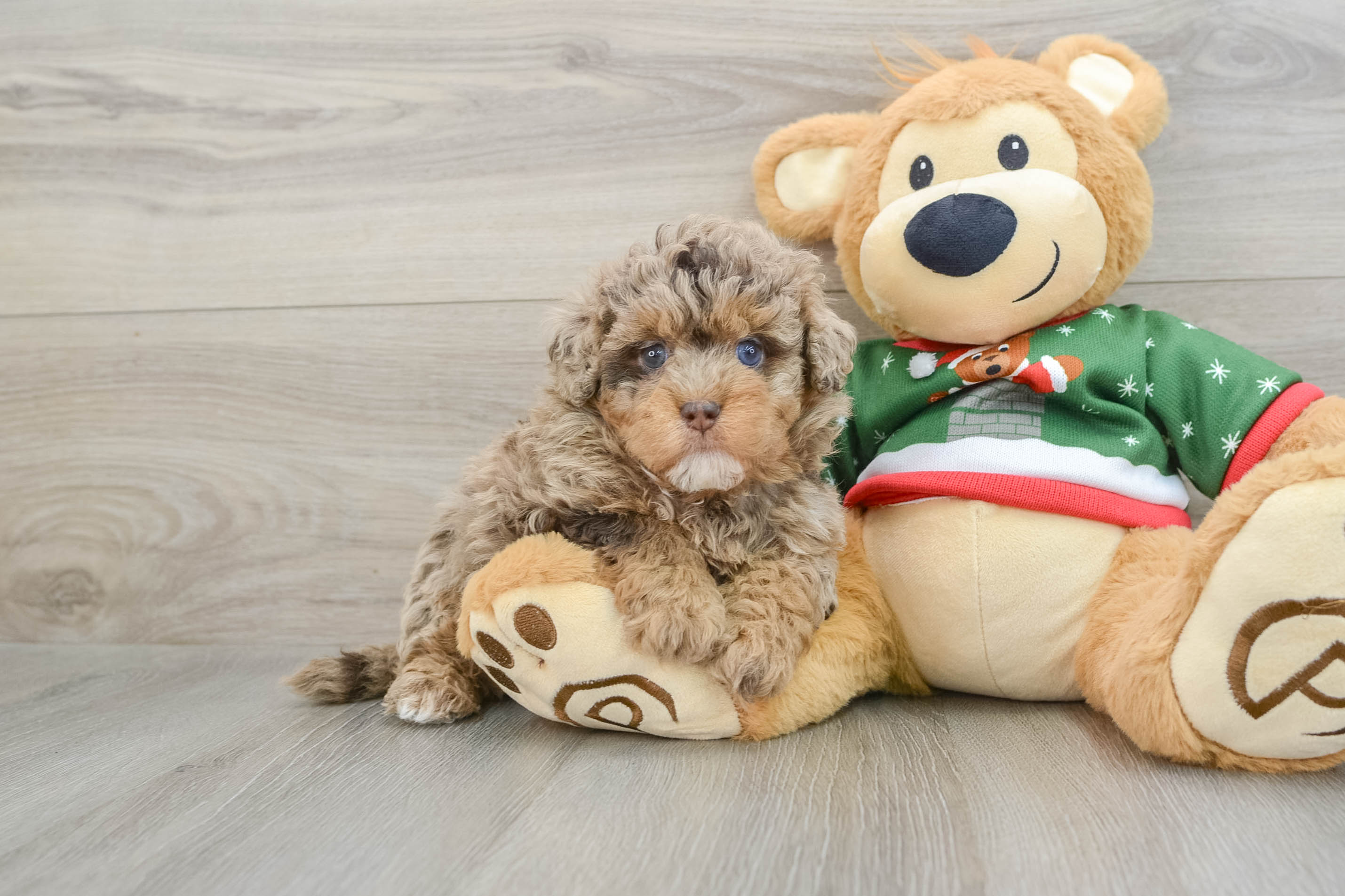 Havapoo Pup Being Cute