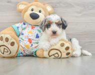 8 week old Havapoo Puppy For Sale - Lone Star Pups