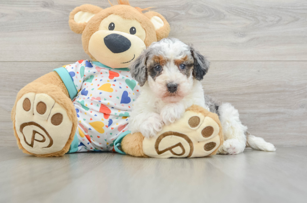 5 week old Havapoo Puppy For Sale - Lone Star Pups