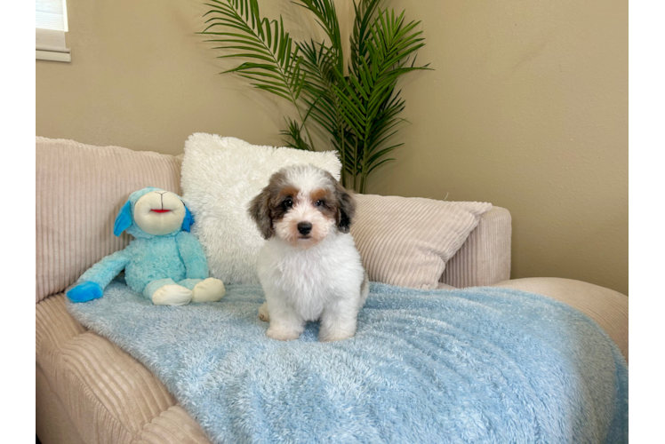 Havapoo Pup Being Cute