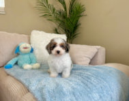 9 week old Havapoo Puppy For Sale - Lone Star Pups
