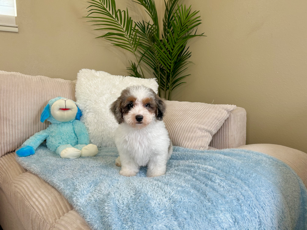 Havapoo Pup Being Cute