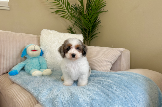 Havapoo Pup Being Cute