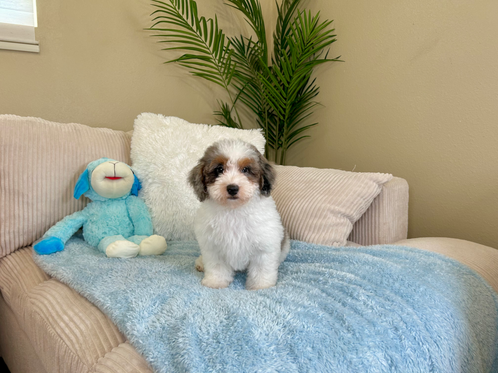 Havapoo Pup Being Cute
