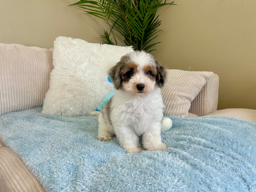 Cute Havapoo Poodle Mix Pup